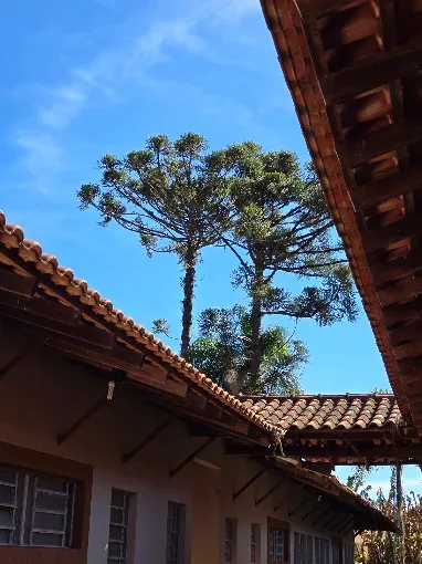 Araucárias ao lado dos alojamentos